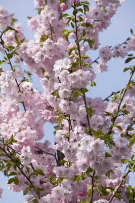 Prunus subhirtella 'Accolade' (Winterbloeiende kers 'Accolade') - afbeelding 31