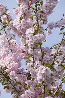Prunus subhirtella 'Accolade' (Winterbloeiende kers 'Accolade') - afbeelding 31