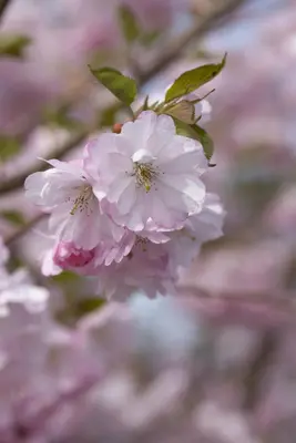 Prunus subhirtella 'Accolade' (Winterbloeiende kers 'Accolade') - afbeelding 33