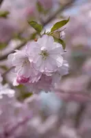 Prunus subhirtella 'Accolade' (Winterbloeiende kers 'Accolade') - afbeelding 33
