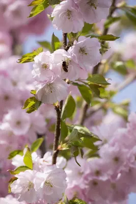 Prunus subhirtella 'Accolade' (Winterbloeiende kers 'Accolade') - afbeelding 34