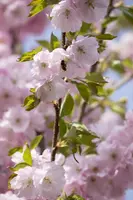 Prunus subhirtella 'Accolade' (Winterbloeiende kers 'Accolade') - afbeelding 34