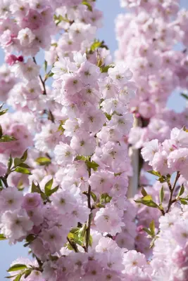 Prunus subhirtella 'Accolade' (Winterbloeiende kers 'Accolade') - afbeelding 36