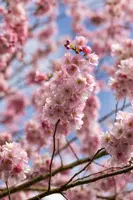 Prunus subhirtella 'Accolade' (Winterbloeiende kers 'Accolade') - afbeelding 39