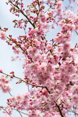 Prunus subhirtella 'Accolade' (Winterbloeiende kers 'Accolade') - afbeelding 47