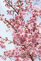 Prunus subhirtella 'Accolade' (Winterbloeiende kers 'Accolade') - afbeelding 47
