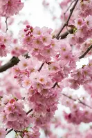 Prunus subhirtella 'Accolade' (Winterbloeiende kers 'Accolade') - afbeelding 50