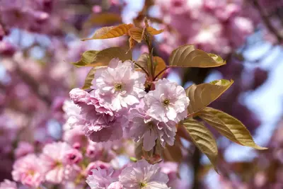 Prunus subhirtella 'Accolade' (Winterbloeiende kers 'Accolade') - afbeelding 1