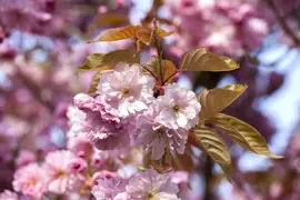 Prunus subhirtella 'Accolade' (Winterbloeiende kers 'Accolade') - afbeelding 1