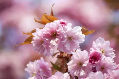 Prunus subhirtella 'Accolade' (Winterbloeiende kers 'Accolade') - afbeelding 3