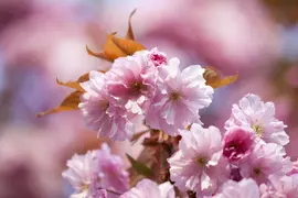 Prunus subhirtella 'Accolade' (Winterbloeiende kers 'Accolade') - afbeelding 3