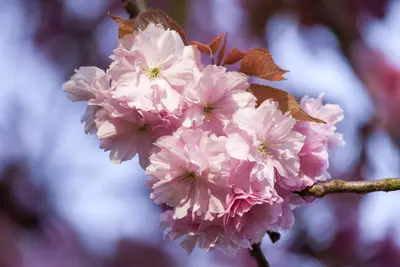 Prunus subhirtella 'Accolade' (Winterbloeiende kers 'Accolade') - afbeelding 5