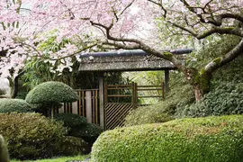 Prunus subhirtella 'Accolade' (Winterbloeiende kers 'Accolade') - afbeelding 7