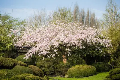 Prunus subhirtella 'Accolade' (Winterbloeiende kers 'Accolade') - afbeelding 9