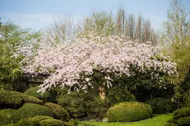 Prunus subhirtella 'Accolade' (Winterbloeiende kers 'Accolade') - afbeelding 9