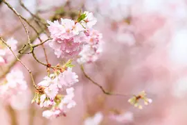 Prunus subhirtella 'Accolade' (Winterbloeiende kers 'Accolade') - afbeelding 10