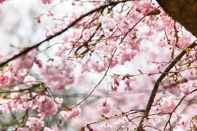 Prunus subhirtella 'Accolade' (Winterbloeiende kers 'Accolade') - afbeelding 11
