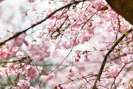 Prunus subhirtella 'Accolade' (Winterbloeiende kers 'Accolade') - afbeelding 11