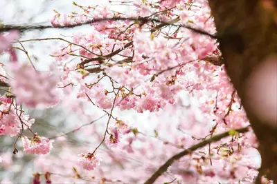 Prunus subhirtella 'Accolade' (Winterbloeiende kers 'Accolade') - afbeelding 12