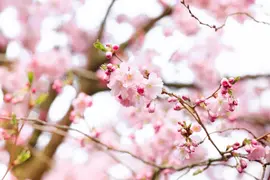 Prunus subhirtella 'Accolade' (Winterbloeiende kers 'Accolade') - afbeelding 13