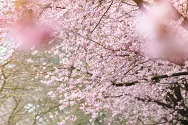 Prunus subhirtella 'Accolade' (Winterbloeiende kers 'Accolade') - afbeelding 14