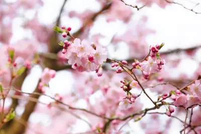 Prunus subhirtella 'Accolade' (Winterbloeiende kers 'Accolade') - afbeelding 15