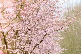 Prunus subhirtella 'Accolade' (Winterbloeiende kers 'Accolade') - afbeelding 17