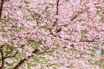 Prunus subhirtella 'Accolade' (Winterbloeiende kers 'Accolade') - afbeelding 18