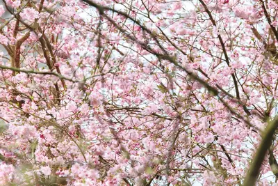 Prunus subhirtella 'Accolade' (Winterbloeiende kers 'Accolade') - afbeelding 21