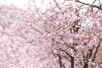 Prunus subhirtella 'Accolade' (Winterbloeiende kers 'Accolade') - afbeelding 22