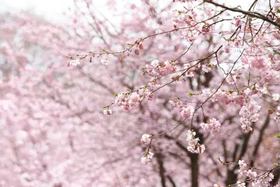 Prunus subhirtella 'Accolade' (Winterbloeiende kers 'Accolade') - afbeelding 23