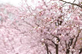 Prunus subhirtella 'Accolade' (Winterbloeiende kers 'Accolade') - afbeelding 23