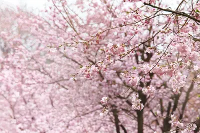 Prunus subhirtella 'Accolade' (Winterbloeiende kers 'Accolade') - afbeelding 24