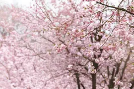 Prunus subhirtella 'Accolade' (Winterbloeiende kers 'Accolade') - afbeelding 24