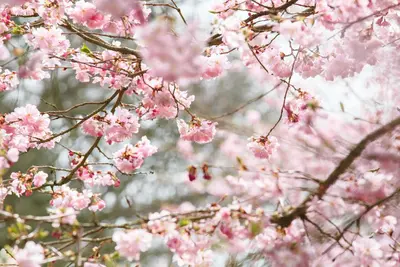 Prunus subhirtella 'Accolade' (Winterbloeiende kers 'Accolade') - afbeelding 27