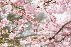 Prunus subhirtella 'Accolade' (Winterbloeiende kers 'Accolade') - afbeelding 27