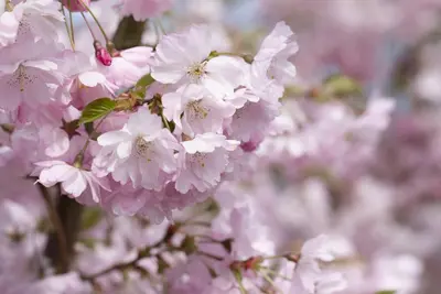 Prunus subhirtella 'Accolade' (Winterbloeiende kers 'Accolade') - afbeelding 32