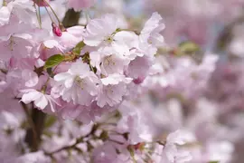 Prunus subhirtella 'Accolade' (Winterbloeiende kers 'Accolade') - afbeelding 32