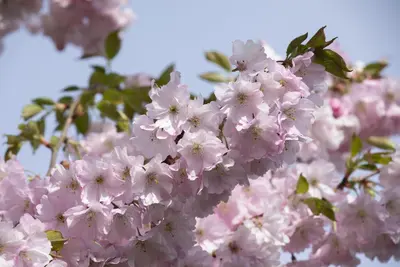 Prunus subhirtella 'Accolade' (Winterbloeiende kers 'Accolade') - afbeelding 35