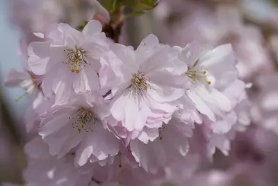 Prunus subhirtella 'Accolade' (Winterbloeiende kers 'Accolade') - afbeelding 37
