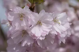 Prunus subhirtella 'Accolade' (Winterbloeiende kers 'Accolade') - afbeelding 37