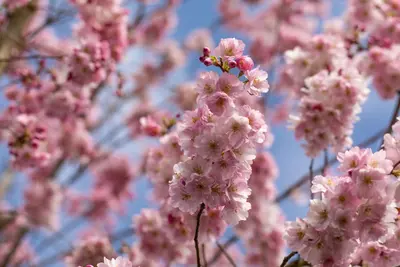 Prunus subhirtella 'Accolade' (Winterbloeiende kers 'Accolade') - afbeelding 38