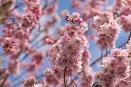 Prunus subhirtella 'Accolade' (Winterbloeiende kers 'Accolade') - afbeelding 38