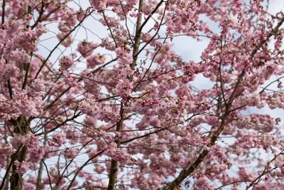 Prunus subhirtella 'Accolade' (Winterbloeiende kers 'Accolade') - afbeelding 40