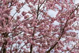 Prunus subhirtella 'Accolade' (Winterbloeiende kers 'Accolade') - afbeelding 40