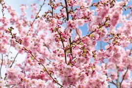 Prunus subhirtella 'Accolade' (Winterbloeiende kers 'Accolade') - afbeelding 41