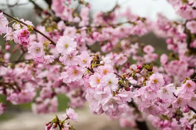 Prunus subhirtella 'Accolade' (Winterbloeiende kers 'Accolade') - afbeelding 42
