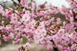 Prunus subhirtella 'Accolade' (Winterbloeiende kers 'Accolade') - afbeelding 42