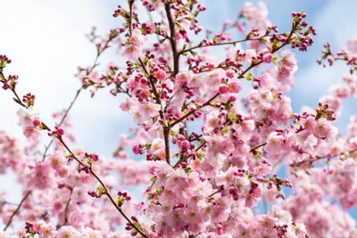 Prunus subhirtella 'Accolade' (Winterbloeiende kers 'Accolade') - afbeelding 43