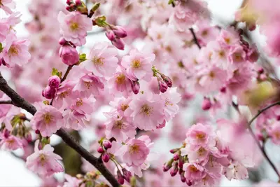 Prunus subhirtella 'Accolade' (Winterbloeiende kers 'Accolade') - afbeelding 44